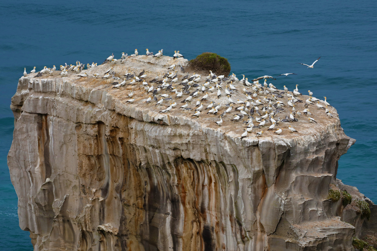 The flocks.digital platform