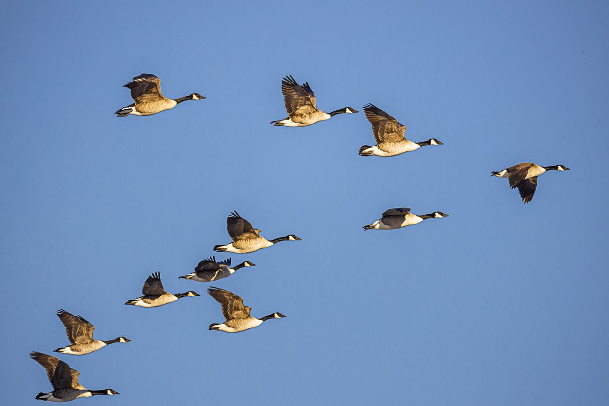 What the Flock?